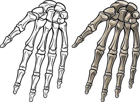 EPS 해외이미지 손 교육 과학 신체 일러스트 손가락 해부 뼈 골격 건강 사람 그래픽 세트 컬러풀 약 검은색 광선 흰색 못 손목 관절염 생물학 골다공증 발가락 팔 고립 연골 요통 벡터 디테일 해외202309 해외일러스트 컬러 의학 발 신체부위 공구 질병 허리통증 파일형식