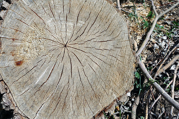 포토 JPG 해외이미지 나무 계절 백그라운드 건조 사람없음 목재 초록색 환경 거친 큼 질감 뿌리 옛날 전기톱 해외202309 해외포토 식물 컬러 재료 크기 톱 파일형식