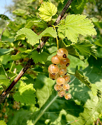 포토 JPG 해외이미지 식물 계절 열매 음식 잎 농업 다이어트 과일 자연 디저트 건강 씨앗 사람없음 초록색 빛 농작물 농장 노란색 정원 수확 흰색 나뭇가지 신선 닫기 달콤 맛 작음 다발 먹기 관목 유기농 내추럴 건포도 숙성 채식주의자 맛있는 해외202309 해외포토 나무 웰빙 산업 컬러 컨셉 모션 포도 크기 생태계 채식 건과일 파일형식