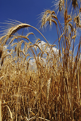 포토 JPG 해외이미지 나무 식물 구름 계절 도로 줄기 백그라운드 밭 농업 자연 하늘 파노라마 옥수수 씨앗 풍경 사람없음 야외 여름 파란색 빛 농작물 햇빛 태양 뷰티 농장 농경지 노란색 일출 환경 일몰 수확 성장 가을 시골 황금 낟알 땅 시리얼 밀 장면 밭일 호밀 수평선 해외202309 해외포토 자연요소 산업 길 음식 컬러 교통시설 곡류 촬영기법 노을 생태계 파일형식
