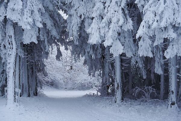 포토 JPG 해외이미지 나무 웰빙 계절 공원 컬러 여행 크리스마스 동화 날씨 휴가 풍경 경사 사람없음 빛 햇빛 환경 냉동 놀람 백발 숲 서리 마법 공학 내추럴 생태학 슬라이드 절정 환상 수평선 겨울풍경 해외202309 해외포토 식물 헤어스타일 공공시설 교육 기념일 감정 컨셉 겨울 표정 태양 파일형식