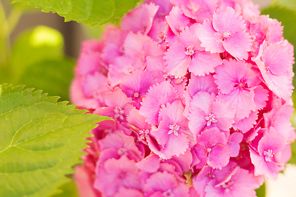 포토 JPG 해외이미지 식물 계절 꽃잎 꽃 분홍색 컬러 백그라운드 꽃무늬 자연 사람없음 뷰티 정원 봄 벚꽃 신선 개화 닫기 소프트포커스 다발 원예 수국 내추럴 블러 해외202309 해외포토 무늬 모션 촬영기법 취미 생태계 파일형식