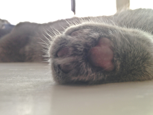 포토 JPG 해외이미지 동물 손 털 사람없음 갈색 고양이 양발 해외202309 해외포토 컬러 포유류 신체부위 반려동물 파일형식