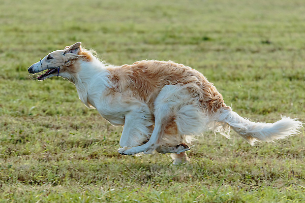 포토 JPG 해외이미지 동물 1 공원 감정 스포츠 밭 모션 놀이 건강 사람없음 야외 초록색 반려동물 달리기 뷰티 걷기 정원 점프 경쟁 에너지 게임 시골 레이싱 잡기 개 유혹 속도 사냥 송곳니 기르기 전력질주 챔피언 순혈 해외202309 해외포토 공공시설 컬러 컨셉 농업 포유류 시합 치아 돌봄 파일형식