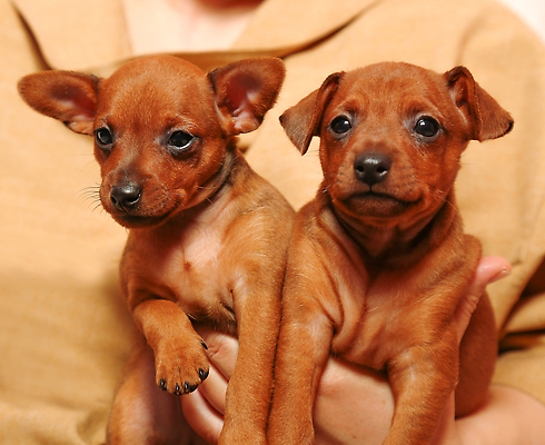 포토 JPG 해외이미지 동물 여자 행복 얼굴 어린이 새끼 포유류 가족 포옹 털 실내 3 사랑 사람 사람없음 가로 반려동물 귀여움 우정 기쁨 아기 신생아 잡기 개 강아지 작음 팔 주인 송곳니 기르기 돌봄 순혈 해외202309 해외포토 감정 컨셉 관계 안기 모션 내부 신체부위 친구 치아 크기 파일형식