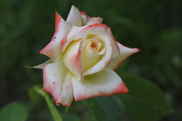 포토 JPG 해외이미지 식물 꽃잎 꽃 분홍색 컬러 꽃다발 백그라운드 잎 꽃무늬 밭 자연 건조 사람없음 야외 장식 빨간색 초록색 여름 뷰티 장미 정원 보라색 봄 낭만 벚꽃 흰색 축하 신선 개화 원예 진홍색 내추럴 단아함 떠남 썩음 옛날 벨벳 해외202309 해외포토 계절 컨셉 무늬 농업 모션 취미 실크 생태계 파일형식