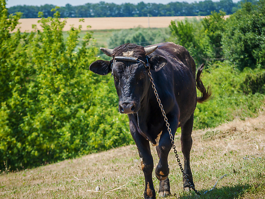 포토 JPG 해외이미지 동물 응시 백그라운드 밭 농업 포유류 자연 하늘 산 뿔 서기 풍경 사람없음 야외 초록색 여름 파란색 농장 머리 검은색 소고기 시골 소 방목 묶기 먹기 황소 내추럴 송아지 무료 밭일 해외202309 해외포토 시선 계절 산업 새끼 컬러 모션 육류 신체부위 축산업 생태계 파일형식