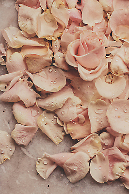 포토 JPG 해외이미지 꽃잎 백그라운드 자연 사람없음 장미 해외202309 해외포토 꽃 생태계 파일형식