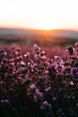 포토 JPG 해외이미지 식물 꽃 밭 농업 재료 자연 사람없음 세로 태양 농장 보라색 일몰 프랑스 나뭇가지 개화 향수 향기 라벤더 라일락 벌집 내추럴 밭일 프로방스 파리(프랑스) 해외202309 해외포토 자연요소 나무 유럽 산업 컬러 노을 화장품 허브 생태계 냄새 파일형식