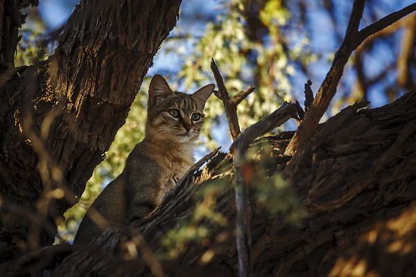 포토 JPG 해외이미지 나무 동물 야생동물 포유류 아프리카 자연 국립공원 사람없음 야외 가로 관광지 고양이 사막 황무지 보호 사파리 나미비아 남아프리카 보츠와나 보호구역 칼라하리 건조기후 해외202309 해외포토 식물 공원 나라 여행 컨셉 반려동물 생태계 구역 파일형식