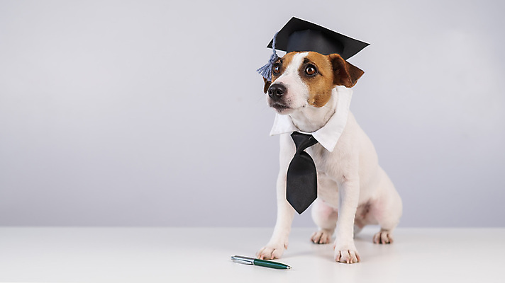 포토 JPG 해외이미지 학사모 넥타이 사람없음 반려동물 펜 개 잭러셀테리어 해외202309 해외포토 동물 모자_잡화 잡화 졸업 포유류 필기구 테리어 파일형식