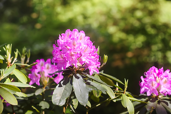 포토 JPG 해외이미지 나무 식물 공원 꽃잎 꽃 분홍색 컬러 백그라운드 잎 꽃무늬 자연 풍경 사람없음 야외 장식 빨간색 초록색 여름 컬러풀 햇빛 뷰티 정원 보라색 봄 벚꽃 흰색 나뭇가지 신선 개화 5월 진달래 제비꽃 원예 화단 내추럴 생태학 영원 해외202309 해외포토 계절 공공시설 교육 무늬 취미 태양 날짜 생태계 파일형식