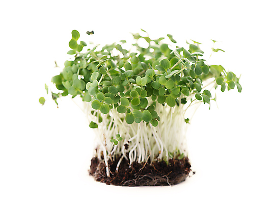 포토 JPG 해외이미지 사람없음 새싹 흙 신선 해외202309 해외포토 식물 파일형식