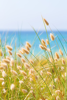 포토 JPG 해외이미지 식물 자연 종류 사람없음 야외 초록색 여름 봄 토끼 모래언덕 꼬리 부드러움 솜털 터키석 해외202309 해외포토 계절 컬러 포유류 반려동물 감각 보석 언덕 생태계 파일형식