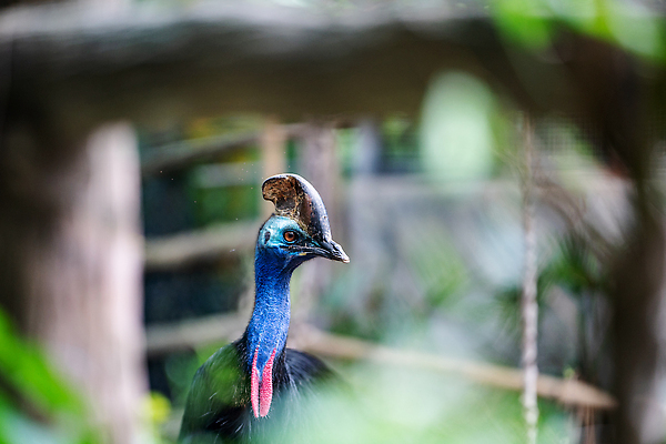 포토 JPG 해외이미지 동물 얼굴 야생동물 컬러 자연 조류 뿔 동물원 종류 사람없음 파란색 컬러풀 뷰티 머리 검은색 호주 숲 위험 큼 열대우림 깃털 묘사 부리 멸종 서식지 선사시대 타조 계산서 내추럴 해외202309 해외포토 멸종위기종 컨셉 신체부위 역사 오세아니아 크기 생태계 파일형식