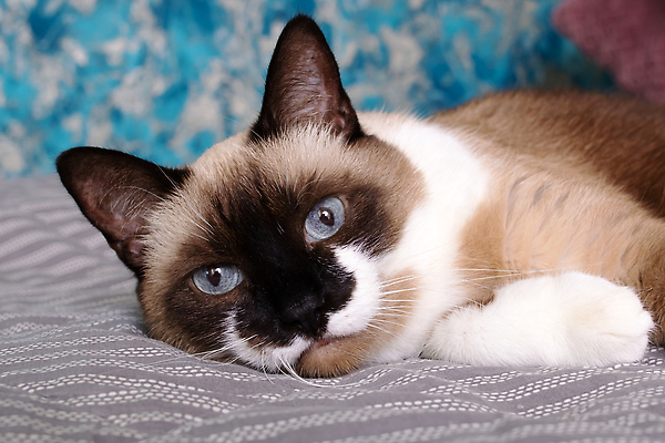 포토 JPG 해외이미지 응시 쿠션 사람없음 반려동물 눕기 귀여움 고양이 이불 안락 해외202309 해외포토 동물 시선 컨셉 포유류 침구 모션 파일형식