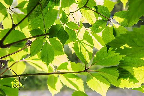 포토 JPG 해외이미지 나무 식물 배너 계절 공원 문화 백그라운드 컨셉 잎 꽃무늬 패턴 자연 하늘 추상 새로움 프레임 사람없음 장식 초록색 빛 햇빛 태양 뷰티 노란색 환경 정원 맑음 봄 광선 나뭇가지 신선 소프트포커스 숲 에코 내추럴 구성 벡터 카피스페이스 국경 해외202309 해외포토 자연요소 공공시설 꽃 컬러 무늬 날씨 촬영기법 공백 생태계 파일형식