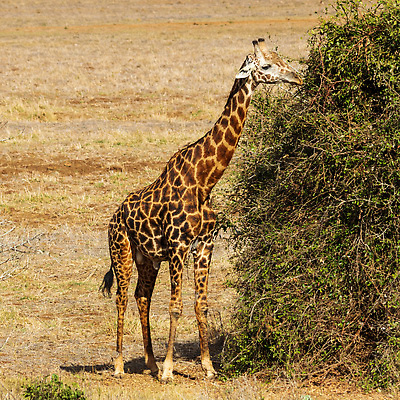 포토 JPG 해외이미지 동물 공원 야생동물 여행 포유류 아프리카 자연 초식동물 국립공원 사람없음 여행객 황무지 큼 기린 사파리 목 케냐 사바나 해외202309 해외포토 공공시설 나라 사람 신체부위 크기 생태계 파일형식