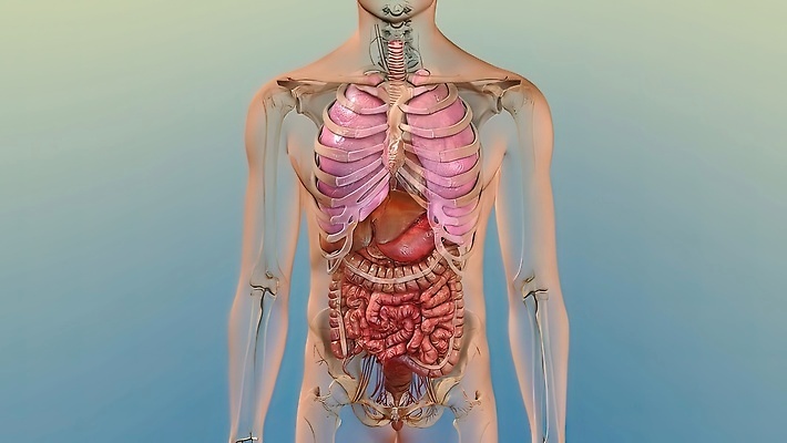 포토 JPG 해외이미지 남자 과학 백그라운드 신체 일러스트 해부 추상 건강 사람 사람없음 내부 치료 약 3D 인포그래픽 고통 환자 의사 흰색 오르간 질병 비만 생물학 간 암 외과 동영상 돌봄 염증 해외202309 해외포토 교육 감정 컬러 무늬 의학 모션 병원 의료진 장기_의학 건반악기 몸매 디지털합성 파일형식
