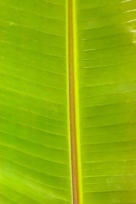 포토 JPG 해외이미지 식물 컬러 백그라운드 컨셉 잎 패턴 자연 추상 바나나 건강 사람없음 초록색 여름 뷰티 환경 정원 봄 성장 신선 질감 내추럴 엘리먼트 해외202309 해외포토 계절 무늬 과일 생태계 파일형식