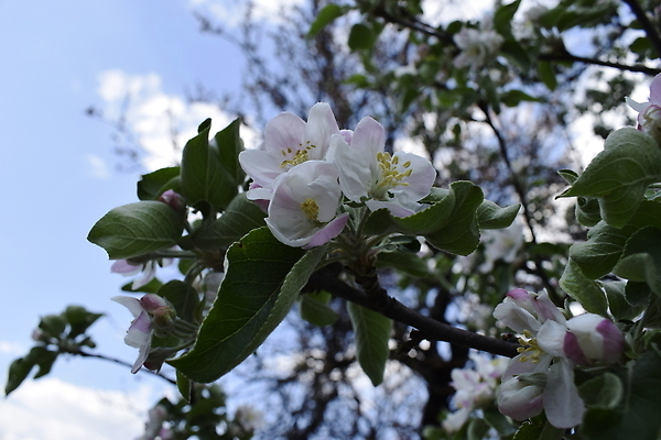 포토 JPG 해외이미지 나무 식물 계절 공원 꽃잎 꽃 분홍색 컬러 백그라운드 잎 꽃무늬 과일 자연 하늘 풍경 사람없음 야외 초록색 여름 파란색 뷰티 정원 맑음 봄 성장 벚꽃 흰색 나뭇가지 신선 개화 닫기 달콤 과수원 4월 원예 향기 꽃가루 내추럴 꽃수술 해외202309 해외포토 공공시설 무늬 농업 모션 날씨 취미 날짜 맛 가루 생태계 냄새 파일형식