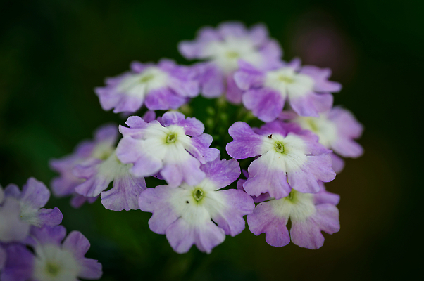 포토 JPG 해외이미지 식물 계절 꽃잎 꽃 분홍색 컬러 백그라운드 잎 꽃무늬 자연 사람없음 야외 초록색 컬러풀 뷰티 정원 보라색 봄 들꽃 벚꽃 신선 개화 자주색 제비꽃 관목 라일락 내추럴 엘리먼트 해외202309 해외포토 나무 무늬 생태계 파일형식