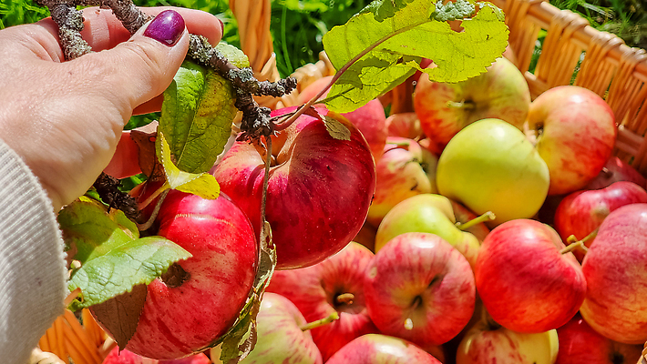 포토 JPG 해외이미지 식물 음식 조각 백그라운드 잎 농업 다이어트 과일 재료 자연 디저트 건강 사람없음 빨간색 초록색 세트 정원 수확 흰색 신선 그룹 시장 달콤 맛 사과 자르기 먹기 오브젝트 유기농 날것 건강식 내추럴 고립 숙성 채식주의자 비건 맛있는 해외202309 해외포토 웰빙 산업 컬러 컨셉 모션 생태계 채식 파일형식