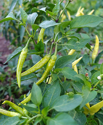 포토 JPG 해외이미지 식물 음식 백그라운드 잎 농업 채소 재료 자연 고추 파프리카 건강 사람없음 초록색 정원 수확 성장 신선 뜨거움 유기농 원예 후추 해외202309 해외포토 웰빙 산업 컬러 취미 향신료 생태계 파일형식