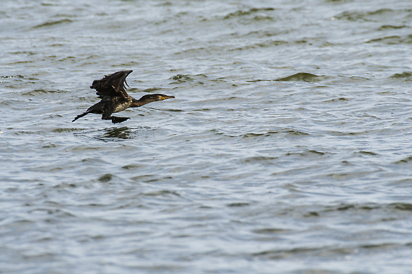 포토 JPG 해외이미지 동물 호수 야생동물 바다 자연 갈매기 조류 오리 사람없음 물 파란색 수영 연못 깃털 부리 청둥오리 해외202309 해외포토 자연요소 컬러 수상스포츠 생태계 파일형식