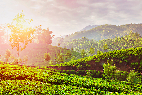 포토 JPG 해외이미지 주간 나무 아시아 여행 밭 농업 아침 동양인 풍경 사람없음 야외 초록색 빛 농작물 농장 여행객 일출 침묵 차 인도인 언덕 랜드마크 케랄라주 해외202309 해외포토 자연요소 외국인 식물 나라 산업 음료 컬러 사람 인종 노을 소리 인도_나라 파일형식