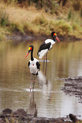 포토 JPG 해외이미지 동물 1 공원 야생동물 여행 아프리카 자연 조류 서기 사람없음 야외 빨간색 초록색 물 강 컬러풀 노란색 걷기 환경 검은색 흰색 황무지 보호 큼 사파리 깃털 부리 안장 계산서 내추럴 남아프리카 보츠와나 전국 황새 해외202309 해외포토 자연요소 공공시설 나라 컬러 컨셉 모션 크기 생태계 파일형식