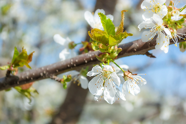 포토 JPG 해외이미지 나무 식물 모델 계절 꽃잎 꽃 컬러 백그라운드 잎 꽃무늬 자연 하늘 사람없음 야외 초록색 파란색 빛 햇빛 뷰티 정원 맑음 봄 낭만 성장 벚꽃 흰색 나뭇가지 신선 개화 체리 달콤 4월 원예 꽃가루 부드러움 꽃수술 해외202309 해외포토 컨셉 무늬 과일 날씨 취미 태양 감각 날짜 맛 가루 생태계 파일형식