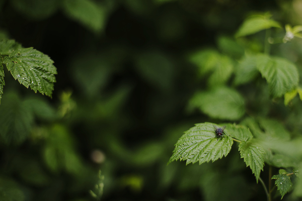 포토 JPG 해외이미지 나무 식물 템플릿 디자인 계절 공원 백그라운드 잎 꽃무늬 패턴 자연 벽지 추상 건강 사람없음 야외 초록색 햇빛 환경 정원 성장 시골 신선 소프트포커스 숲 순수 에코 유기농 생태계 질감 생물학 보케 부드러움 내추럴 블러 생태학 엘리먼트 그리너리 해외202309 해외포토 웰빙 공공시설 교육 꽃 컬러 컨셉 무늬 촬영기법 태양 감각 파일형식 트랜드컬러