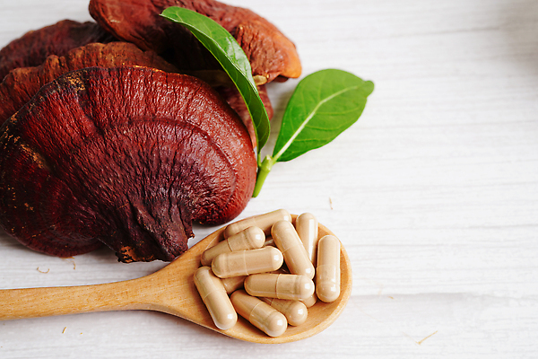 포토 JPG 해외이미지 잎 건강 사람없음 알약 약초 나무숟가락 영지버섯 해외202309 해외포토 식물 약 숟가락 버섯 풀_식물 파일형식