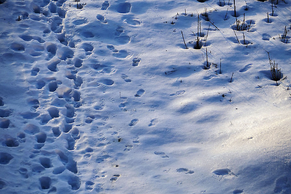 포토 JPG 해외이미지 계절 길 백그라운드 겨울 사람 사람없음 야외 얼음 산책 추위 흰색 발자국 단계 선로 양발 해외202309 해외포토 자연요소 컬러 자국 휴식 파일형식