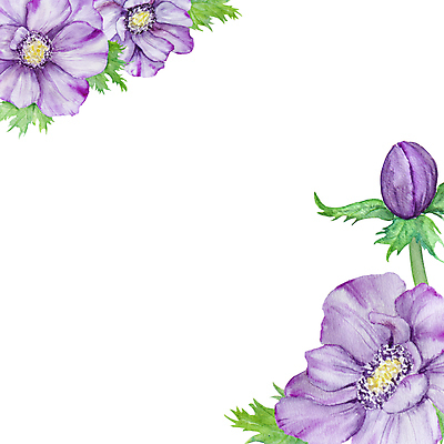 JPG 해외이미지 잎 일러스트 프레임 사람없음 장식 보라색 우아함 아네모네 엘리먼트 카피스페이스 해외202309 해외일러스트 식물 꽃 컬러 컨셉 공백 파일형식
