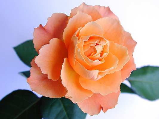 포토 JPG 해외이미지 꽃잎 꽃 오렌지 사랑 사람없음 장식 장미 개화 완벽 해외202309 해외포토 식물 감정 컨셉 과일 파일형식