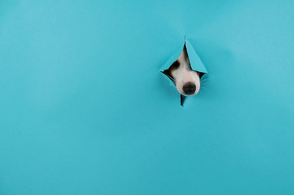 포토 JPG 해외이미지 동물 응시 포스터 종이 백그라운드 텍스트 포유류 벽지 놀이 팜플렛 사람없음 파란색 반려동물 머리 우주 방 구멍 유머 가장자리 개 강아지 작음 엿보기 눈물 호기심 코 엽서 보여주기 송곳니 판지 기르기 단절 스파이 유래 총구 흥미 순혈 해외202309 해외포토 시선 감정 컬러 컨셉 모션 신체부위 둘레 치아 크기 편지 돌봄 파일형식