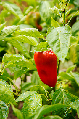 포토 JPG 해외이미지 식물 계절 음식 백그라운드 잎 밭 농업 다이어트 채소 자연 건강 사람없음 초록색 농작물 농장 노란색 정원 농사 수확 성장 종 신선 달콤 맛 유기농 원예 날것 후추 내추럴 밭일 불가리아 숙성 온실 채식주의자 해외202309 해외포토 웰빙 산업 컬러 컨셉 취미 향신료 생태계 채식 파일형식 남유럽