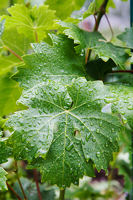포토 JPG 해외이미지 식물 디자인 계절 백그라운드 잎 패턴 농업 과일 자연 포도 추상 사람없음 장식 초록색 물 여름 뷰티 농장 환경 와인 봄 젖음 성장 물방울 나뭇가지 시골 신선 닫기 떨어짐 이슬 다발 빗방울 묘사 오브젝트 싱글 유기농 포도밭 포도나무 정맥 내추럴 고립 양조장 해외202309 해외포토 자연요소 나무 웰빙 산업 컬러 컨셉 무늬 밭 모션 주류 비_날씨 과일나무 생태계 혈관 파일형식