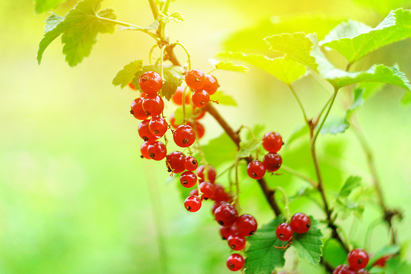 포토 JPG 해외이미지 식물 계절 열매 음식 줄기 백그라운드 잎 과일 자연 건강 사람없음 야외 빨간색 초록색 여름 정원 식사 수확 나뭇가지 신선 잡기 닫기 과수원 다발 오브젝트 유기농 날것 베리 건강식 채소밭 건포도 숙성 세련 해외202309 해외포토 나무 웰빙 컬러 밭 농업 모션 포도 생태계 건과일 파일형식