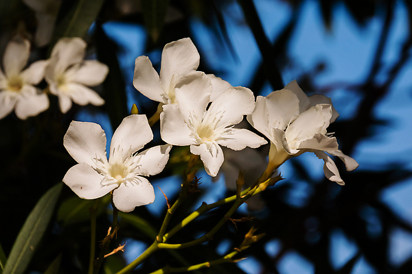 포토 JPG 해외이미지 식물 꽃 줄기 컬러 백그라운드 낙엽 잎 꽃무늬 사람없음 장식 초록색 컬러풀 뷰티 정원 벚꽃 흰색 나뭇가지 개화 가시 변화 우아함 심볼 묘사 날카로움 상록수 고립 얇은 이국적 해외202309 해외포토 나무 컨셉 무늬 파일형식
