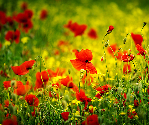 포토 JPG 해외이미지 꽃 잎 자연 사람없음 빨간색 화려 원예 해외202309 해외포토 식물 컬러 컨셉 취미 생태계 파일형식