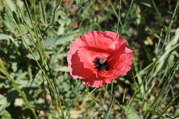 포토 JPG 해외이미지 식물 꽃잎 꽃 컬러 잎 꽃무늬 패턴 밭 하늘 바람 간판 선물 사랑 씨앗 사람없음 장식 빨간색 초록색 컬러풀 태양 뷰티 정원 봄 활발 벚꽃 신용카드 수분 묘사 유기농 양귀비 진홍색 내추럴 꽃수술 스텝 해외202309 해외포토 자연요소 웰빙 계절 감정 컨셉 무늬 농업 날씨 금융 파일형식