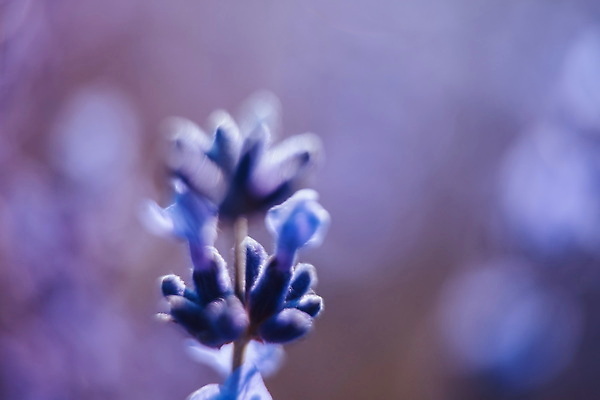 포토 JPG 해외이미지 식물 계절 꽃잎 꽃 컬러 백그라운드 꽃무늬 밭 농업 자연 사람없음 야외 초록색 여름 파란색 햇빛 뷰티 약 정원 보라색 일몰 프랑스 벚꽃 개화 닫기 허브 제비꽃 향수 묘사 원예 향기 아로마 향 아로마테라피 라벤더 내추럴 프로방스 슬로모션 해외202309 해외포토 유럽 산업 무늬 의학 모션 촬영기법 취미 태양 노을 화장품 생태계 냄새 테라피 파일형식