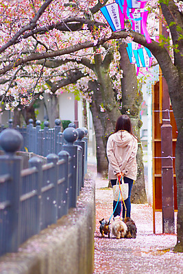 포토 JPG 해외이미지 전신 여자 꽃잎 가로등 한명 뒷모습 담장 봄 산책 벚꽃 벚나무 강아지 요코하마 해외202309 해외포토 나무 1 계절 공공시설 꽃 뷰포인트 휴식 사람 반려동물 일본 개 파일형식