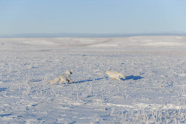 포토 JPG 해외이미지 야생동물 두마리 장난 사람없음 설원 추위 북극 북극여우 툰드라지방 해외202309 해외포토 동물 2 눈_날씨 극지방 여우 북극해 파일형식
