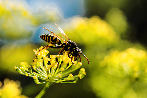 포토 JPG 해외이미지 식물 동물 꽃 종이 야생동물 곤충 꽃무늬 날개 자연 사람없음 초록색 노란색 정원 검은색 벚꽃 벌레 말벌 위험 흉부 공격적 딜 해외202309 해외포토 컬러 컨셉 무늬 호흡기관 벌_곤충 생태계 파일형식