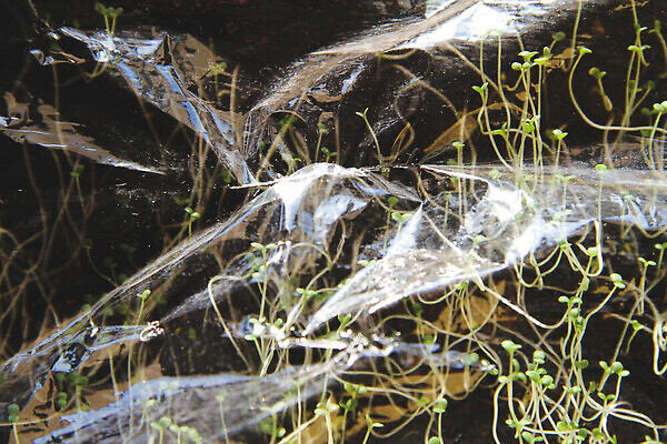 포토 JPG 해외이미지 식물 디자인 산업 백그라운드 컨셉 잎 패턴 채소 자연 주택 건강 씨앗 사람없음 초록색 농작물 새싹 환경 정원 흙 봄 공백 성장 신선 투명 보호 농부 작음 필름 오브젝트 원예 거름 개발 땅바닥 밭일 생태학 처음 비어있는 해외202309 해외포토 직업 계절 교육 컬러 무늬 농업 바닥 취미 건물 크기 생태계 파일형식