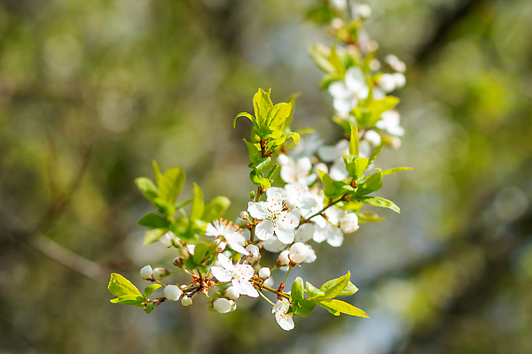 포토 JPG 해외이미지 나무 식물 계절 꽃잎 꽃 분홍색 잎 꽃무늬 농업 과일 자연 하늘 사람없음 야외 장식 초록색 여름 뷰티 환경 정원 맑음 봄 성장 벚꽃 흰색 나뭇가지 신선 개화 체리 사과 과수원 묘사 원예 내추럴 고립 꽃수술 해외202309 해외포토 산업 컬러 무늬 날씨 취미 생태계 파일형식